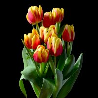Kytice tulipánů – Photo by sunky chen on Unsplash