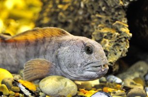 Vlkouš obecný (Anarhichas lupus) – pixelnest / Shutterstock