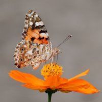 Motýl na květu – Photo by Yuichi Kageyama on Unsplash