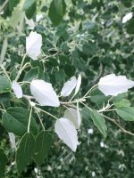 Topol bílý (Populus alba) – Alisty/Shutterstock