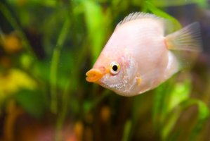 Čichavec líbající (Helostoma temminkii) – Evgenii Predybailo / Shutterstock