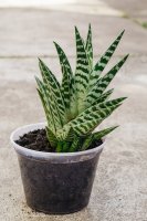 Aloe variegata – Marianna Vozniuk / Shutterstock