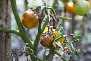 Plíseň bramborová (Phytophthora infestans) na  rostlině rajčete – ora krolya25 / Shutterstock