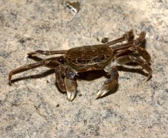 Krab říční (Eriocheir sinensis), invazívní živočich – Erni / Shuttertock