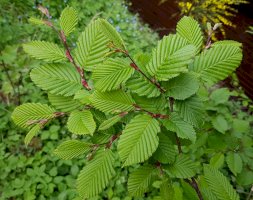 Habr obecný (Carpinus betulus) – Manfred Ruckszio/Shutterstock