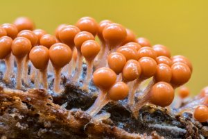 Shluk slizovek – Rainer Fuhrmann / Shutterstock