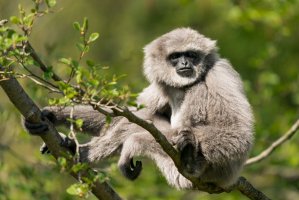 Gibon stříbrný (Hylobates moloch) – Ondrej_Novotny_92 / Shutterstock