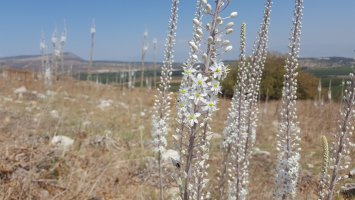 Kvetoucí urginea přímořská (Urginea maritima), Izrael – studio lallka / Shutterstock