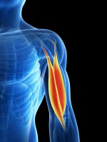 Dvojhlavý sval pažní (musculus biceps brachii), 3D ilustrace – SciePro / Shutterstock