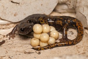 Mločík západní (Speleomantes strinatii) – Federico.Crovetto / Shutterstock