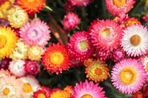 Barevné slaměnky, smil listnatý (Helichrysum bracteatum) – Korawat photo shoot / Shutterstock
