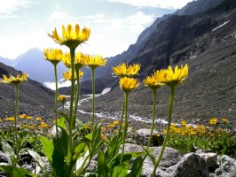 Prha chlumní (Arnica montana) – magnetix/Shutterstock