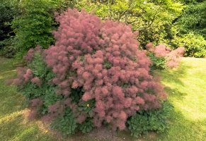 Ruj vlasatá (Cotinus coggygria) – Marcin Mierzejewski / Shutterstock