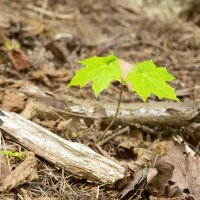 Javor mléč (Acer plantanoides), mladá rostlina – Henrik Larsson / Shutterstock