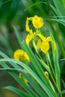 Kosatec žlutý (Iris pseudacorus) – Iva Vagnerova/Shutterstock