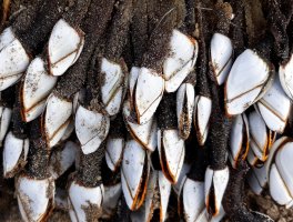 Vilejš stvolnatý (Lepas anatifera) – Cala Mitysyl / Shutterstock