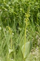 Bradáček vejčitý (Listera ovata) – Bildagentur Zoonar GmbH/Shutterstock