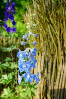 Stračka vyvýšená (Delphinium elatum) – Mariola Anna S/Shutterstock