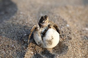 Želva kareta obrovská (Chelonia mydas) líhnoucí se z vejce – emirhankaramuk / Shutterstock