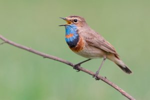 Slavík modráček (Luscinia svecica) – Ryzhkov Sergey / Shutterstock