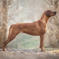 Rhodéský ridgeback – nika174/Shutterstock