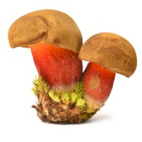 Hřib kříšť (Boletus calopus) – bogdan ionescu/Shutterstock