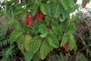 Cinchona lancifolia – COULANGES/Shutterstock