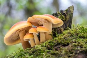 Penízovka sametonohá (Flammulina velutipes) – Jaroslav Machacek / Shutterstock