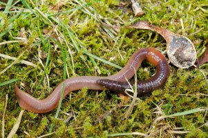 Žížala obecná (Lumbricus terrestris)z kmene kroužkovců – PHOTO FUN / Shutterstock
