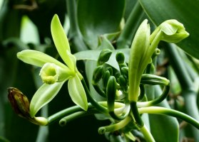 Vanilovník plocholistý (Vanilla planifolia) – quentermanaus / Shutterstock