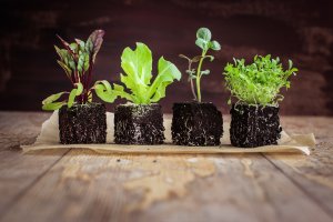 Sazenice zeleniny v lisovaných kostkách výsevního substrátu – locrifa / Shutterstock