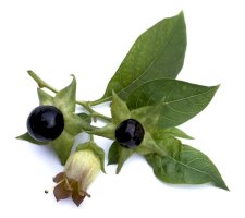 Rulík zlomocný (Atropa bella-donna) – Manfred Ruckszio/Shutterstock