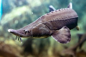 Vyza velká (Huso huso) – Pavel Filatov / Shutterstock