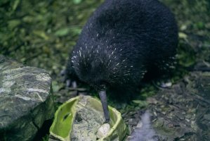 Paježura Bruijnova (Zaglossus bruijni) – Keitma / Shutterstock