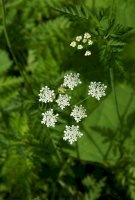 Bolehlav plamatý (Conium maculatum) – Volodymyr Nikitenko/Shutterstock