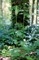 Zvonečník klasnatý (Phyteuma spicatum) – Bildagentur Zoonar GmbH/Shutterstock