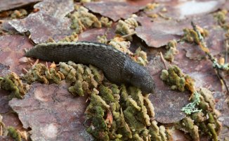Slimák popelavý (Limax cinereoniger) – Henrik Larsson / Shutterstock