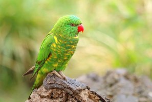 Lori žlutoskvrnný (Trichoglossus chlorolepidotus) – Miroslav Hlavko / Shutterstock