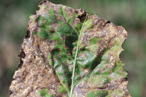 Cercospora – Tomasz Klejdysz / Shutterstock