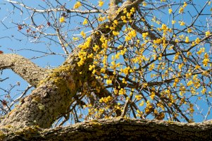 Ochmet evropský (Loranthus europaeus), plody – Federico.Crovetto/Shutterstock