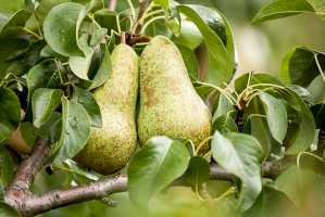 Hrušeň obecná (Pyrus communis) – Bildagentur Zoonar GmbH/Shutterstock