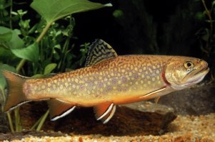 Siven americký (Salvelinus fontinalis) – slowmotiongli / Shutterstock