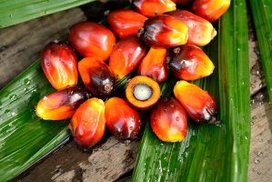Plody plamy olejné (Elaeis gineensis) – tristan tan / Shutterstock
