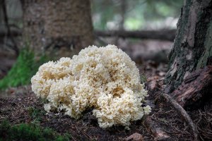 Kotrč kadeřavý (Sparassis crispa) – Jaroslav Machacek / Shutterstock