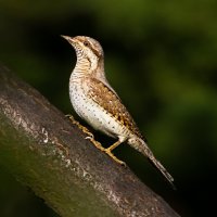 Krutihlav obecný – Florian Teodor / Shutterstock