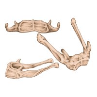 Kost jazylka (Os hyoideum), ilustrace – stihii / Shutterstock