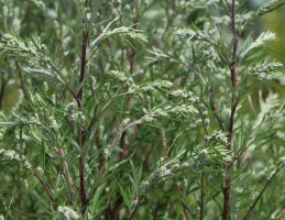 Pelyněk černobýl (Artemisia vulgaris) – Mr. Meijer / Shutterstock