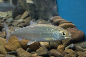 Síh tažný (Coregonus migratorius) z rodu marény – fibPhoto / Shutterstock