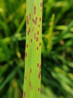 Helminthosporium oryzae na listu rýže – Lam Van Linh / Shutterstock