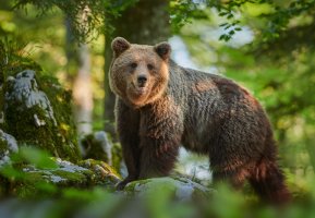 Medvěd hnědý (Ursus arctos) – Piotr Krzeslak Shutterstock